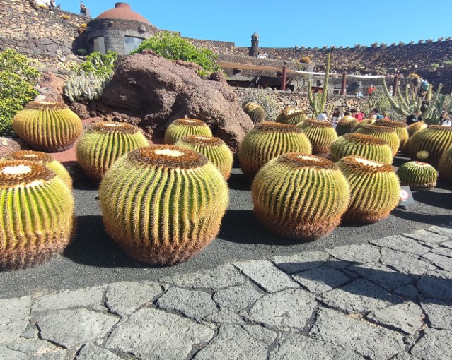 Erasmus+ Visita al giardino dei cactus