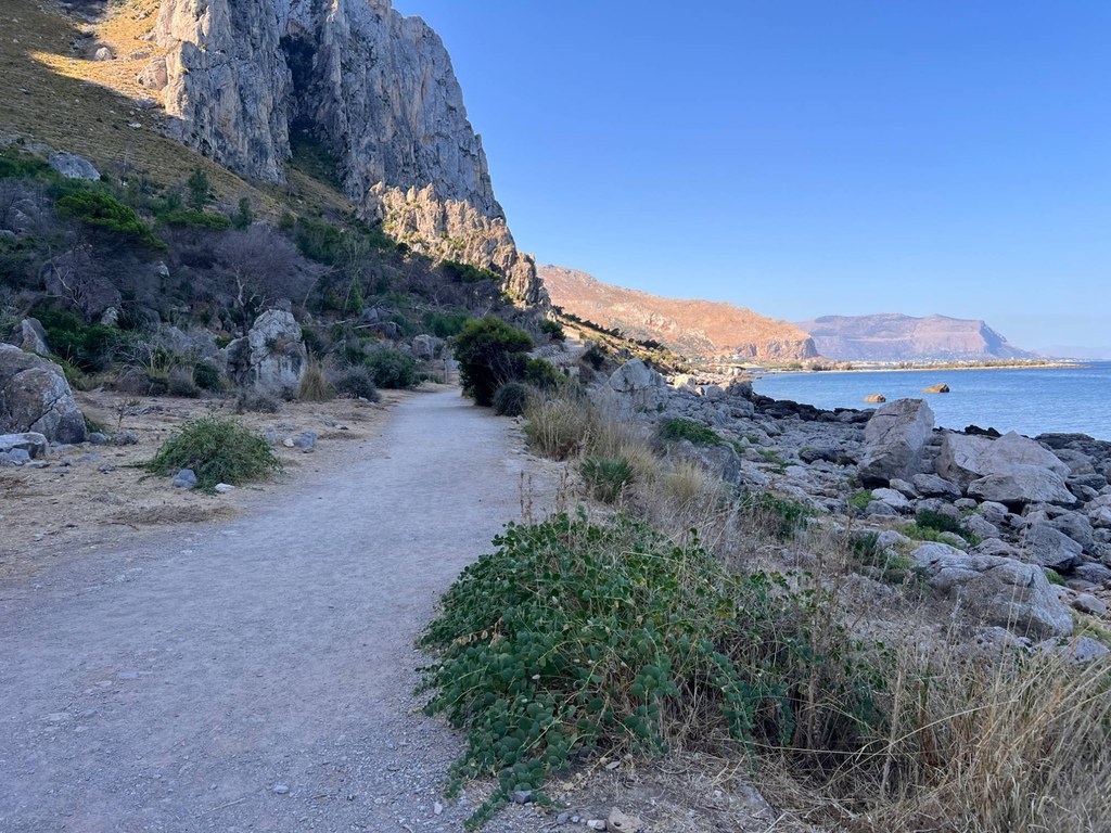Un arbusto dalle foglie rotonde che cresce a bordo del sentiero, fra le pietre, con la parete di roccia sullo sfondo e il mare sulla destra